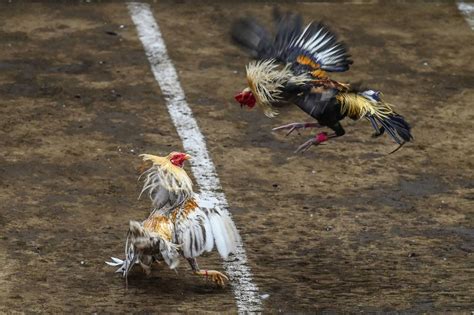 Philippine cockfights more popular than ever, despite .